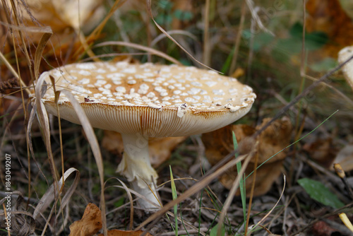 photo of toad stool mushroom with white spots growing in natural habitat in the forest