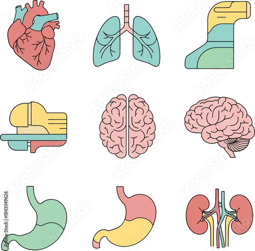 Human Organs Anatomy Icon Set