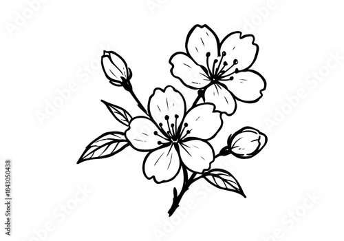Cherry Blossom hand drawn simple sketch vector illustration