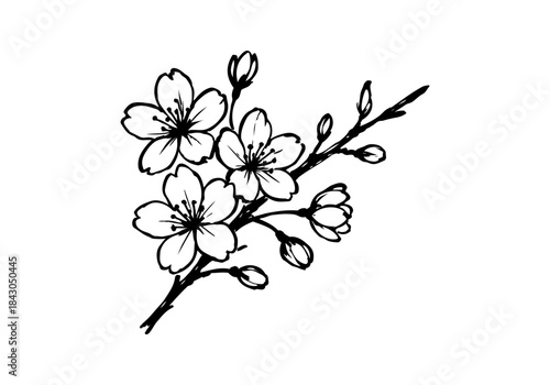 Cherry Blossom hand drawn simple sketch vector illustration