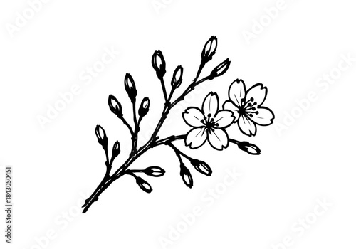 Cherry Blossom hand drawn simple sketch vector illustration