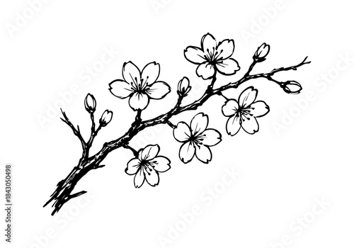 Cherry Blossom hand drawn simple sketch vector illustration