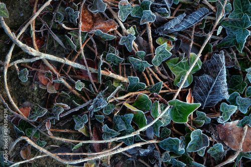 Close-up of ivy leaves covered with frost on the forest floor. Natural winter texture with frozen plants, cold weather atmosphere, and seasonal nature background.