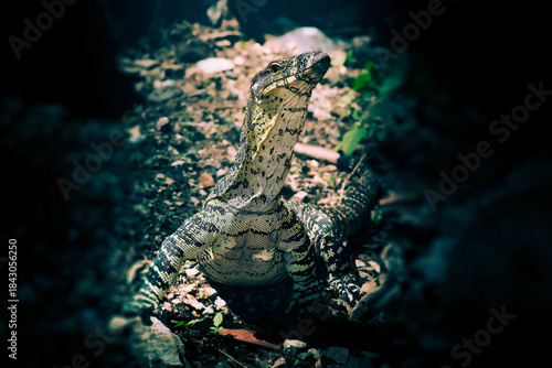 Konstfotografi Lace monitor out hunting for food at Mount Coot-tha in Brisbane, Queensland