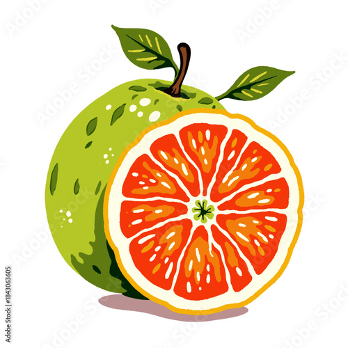 Grapefruit whole fruit and slice, fresh citrus illustration, textured digital drawing, healthy food icon, organic summer beverage ingredient, raw natural vitamin C