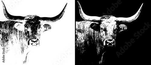 Vintage Longhorn Bull Engraving Portrait, Inverted Black White Xerography Vector on Transparent Background for Laser Engraving on Dark Surface