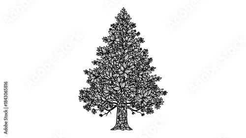 Detailed black and white illustration of a coniferous tree with dense foliage and a sturdy trunk, standing tall and isolated.