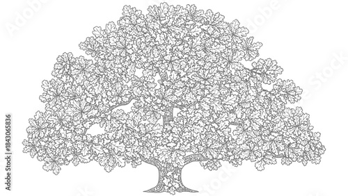 Intricate black and white line art illustration of a large, mature tree with a full, dense canopy of leaves, perfect for coloring or graphic design.