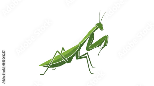A green praying mantis insect with prominent forelegs on a plain white background, depicted in an illustrative style.