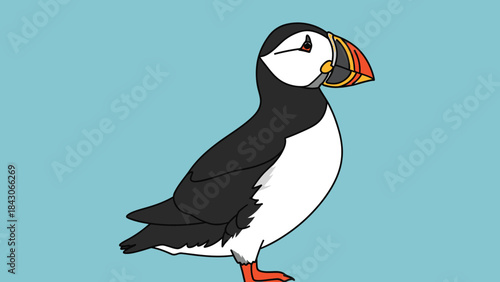 A cartoon illustration of an Atlantic Puffin with a black body, white belly, and colorful beak standing against a light blue background.