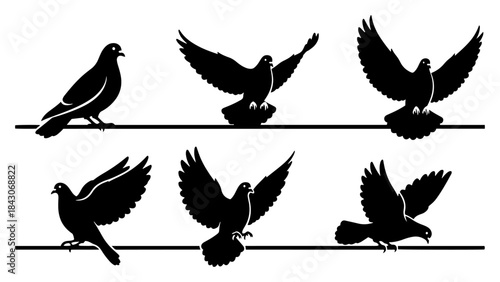 Vector silhouettes of pigeons sitting on wires and taking flight