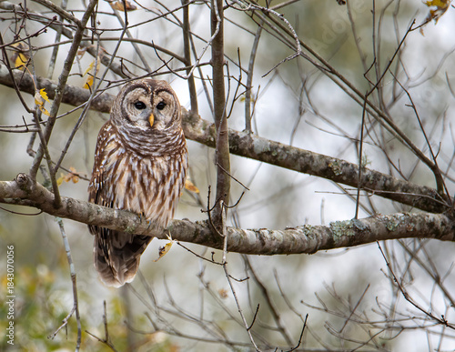 Barred Owl Perched