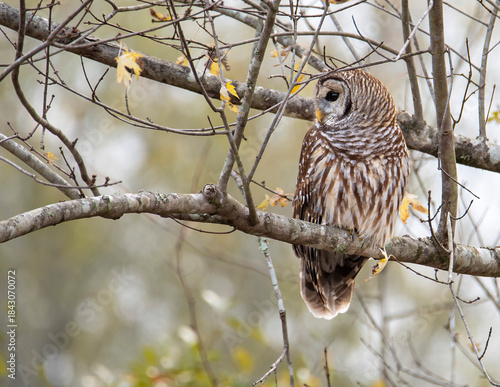 Barred Owl Perched