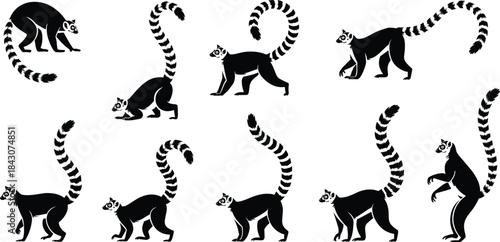 Diverse Poses of Ring- Tailed Lemur Silhouettes on White Background ring-tailed lemur animal