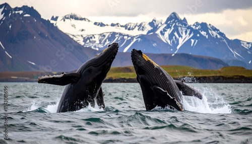 Two humpback whales breaching in a fjord
