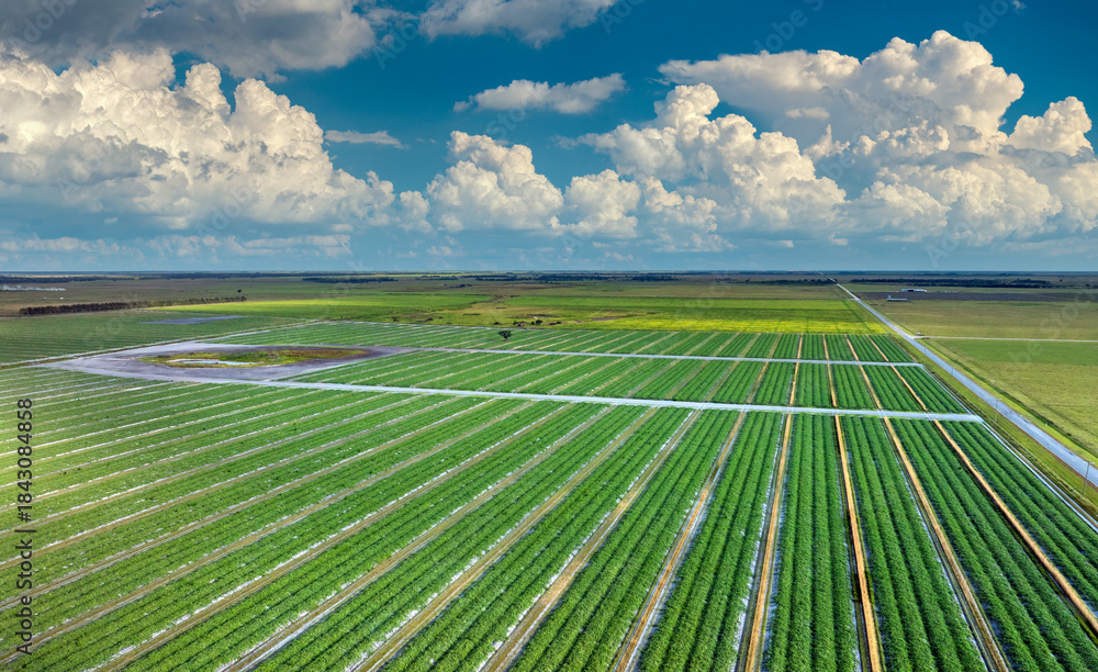 Fototapeta premium Green agricultural field with growing crops in summer season. Farming and agriculture industry