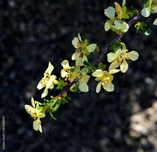 Bitterbrush (Purshia tridentata) blooms in the high desert of Nevada.
