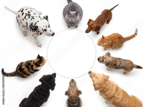 Group of cats and dogs sitting in circle looking up at round copy space, white background, pet teamwork and friendship concept.