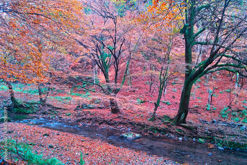 京都市左京区、紅葉で色ずく貴船川の景観
