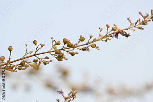 Obraz na plátne Vitex negundo fruits