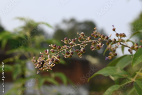 Foto Vitex negundo fruits