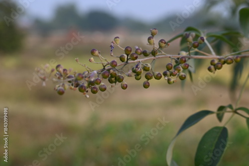Obraz na plátně Vitex negundo fruits