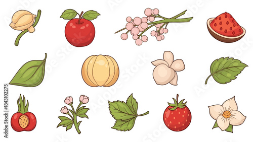Assorted Fruits, Flowers, and Leaves Vector Illustrations