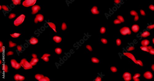 Red rose petals sway in the wind. Isolated on black background. 4K 3D rendering loop animation.