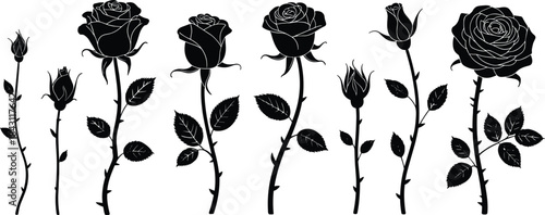 Rose growth silhouette vector showing blooming stages from bud to full flower, botanical illustration for nature, garden, floral, and design themes