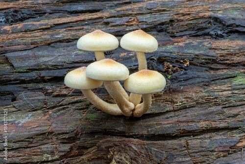 Schilderij op canvas Hypholoma is a genus of fungi that is quite well known due to the commonness of