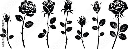 Rose silhouette vector showing blooming stages from bud to full flower, floral growth illustration for botanical, garden, nature, and design themes