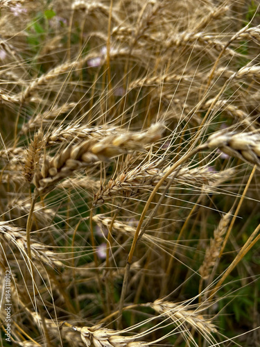 wheat in the wind