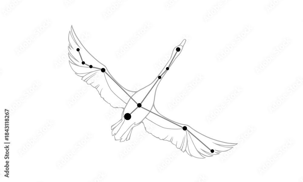 Fototapeta premium 白鳥座のモノクロ線画イラスト