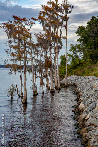 Natural river environment in Florida