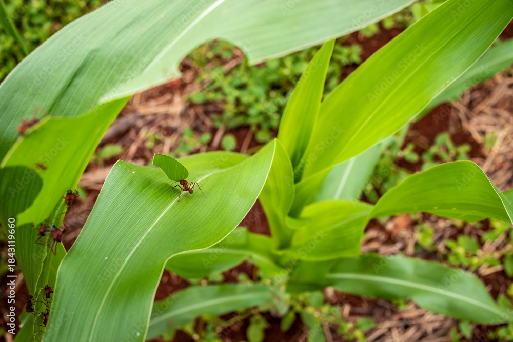 Obraz premium Ants cutting corn leaves; Ants working; Ants attacking a cornfield.