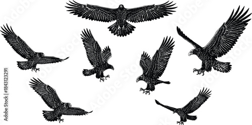 Flying eagle silhouette set, detailed black bird of prey illustrations with spread wings, powerful wildlife nature vector collection isolated on white