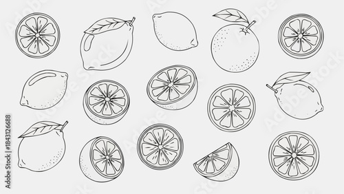 Collection of Hand Drawn Citrus Fruits and Slices.