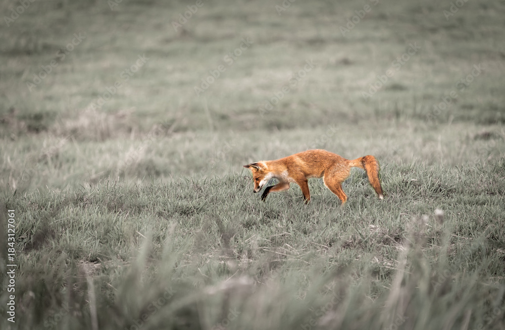 Obraz premium Fox or cub crossing field looking for grubs or bugs to eat
