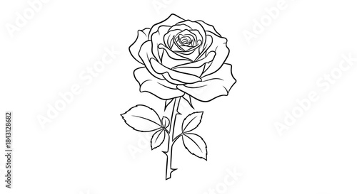 Elegant rose blossom line art illustration offering a timeless aesthetic for various creative