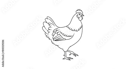 Detailed line drawing of a hen conveying rural simplicity and minimalistic artwork illustrating