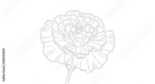 Elegant carnation outline isolated for design and coloring projects featuring simplicity and
