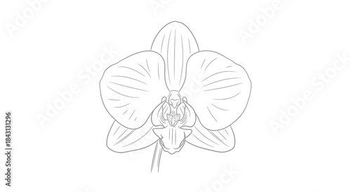 Elegant line drawing of an orchid blossom illustrating nature's refined beauty