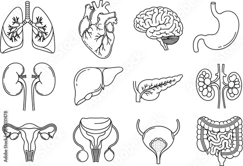 Minimalist Medical Line Art Vector Set of Human Internal Organs for Anatomy, Biology, and Healthcare Education Graphics.