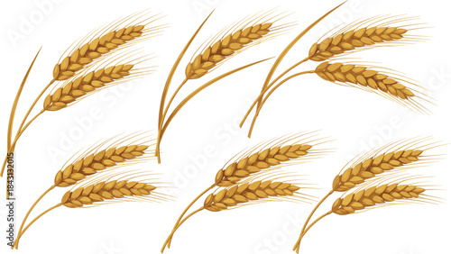 A Cluster Collection of Golden Ripe Wheat or Cereal Ears, Perfect for Baking, Harvest, and Agricultural Themes Vector Illustration.
