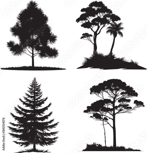 Wollemi Pine tree silhouette vector illustration