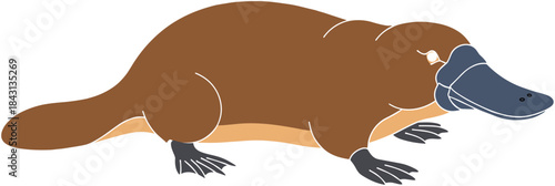Stylized platypus vector illustration with duck-bill, webbed feet, flat tail, brown body, native Australian animal in cartoon style.