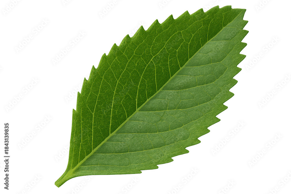 Obraz premium Fresh green leaf isolated on transparent background showcasing natural texture and vibrant growing ecology