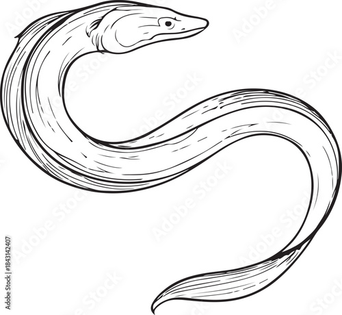 Stylized hand-drawn illustration of an eel curled into an S-shape