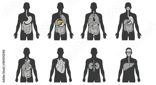 Set of eight medical icons showing a human silhouette with various highlighted internal organs and systems for anatomical reference.
