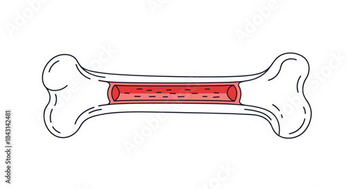 Simple line drawing of a bone cross-section, illustrating the outer compact bone and the inner red bone marrow where blood cells are made.